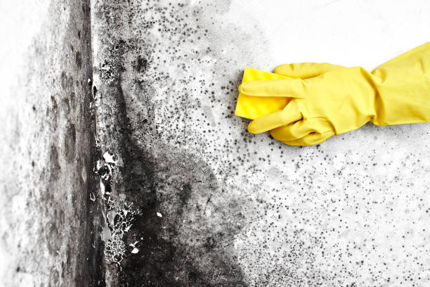 Best Local Mold Removal Service  in Demarest, NJ