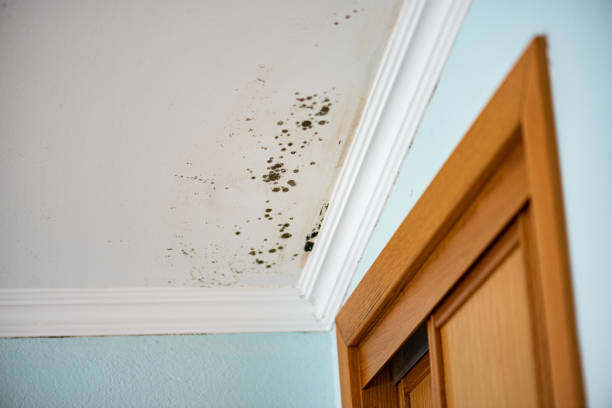 Best Attic Mold Removal  in Demarest, NJ