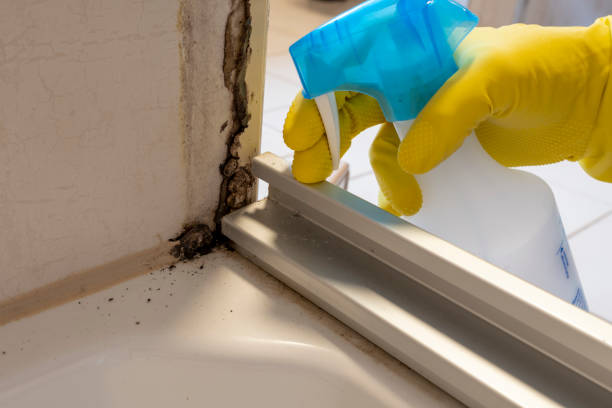 Best Attic Mold Removal  in Demarest, NJ