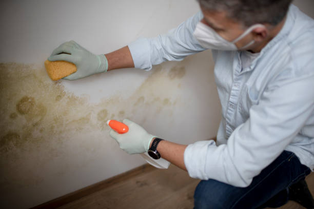 Best Residential Mold Removal  in Demarest, NJ