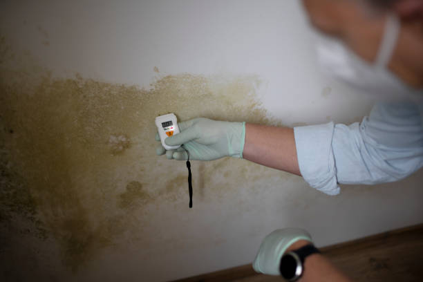 Best Residential Mold Removal  in Demarest, NJ