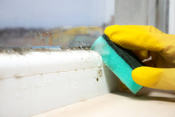 Best Mold Cleaning Services  in Demarest, NJ