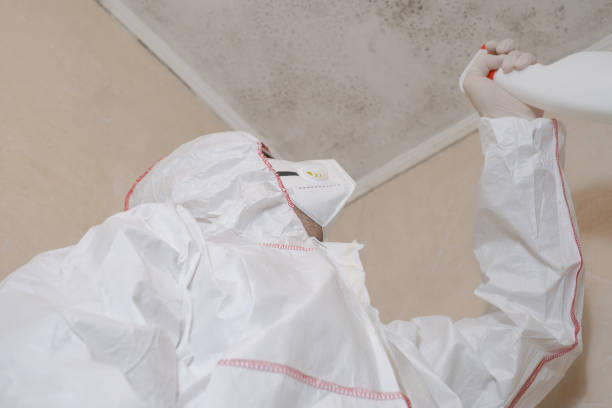 Best Same-Day Mold Removal  in Demarest, NJ
