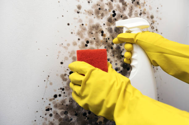 Best Professional Mold Removal  in Demarest, NJ