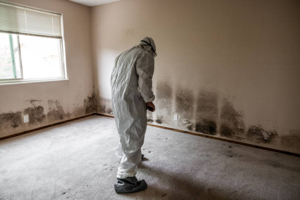 Best Black Mold Removal  in Demarest, NJ