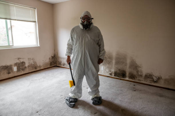 Best Home Mold Removal  in Demarest, NJ