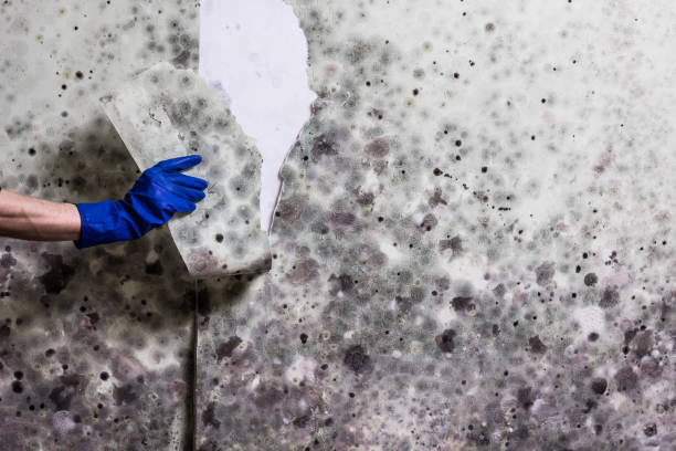 Best Mold Cleaning Services  in Demarest, NJ