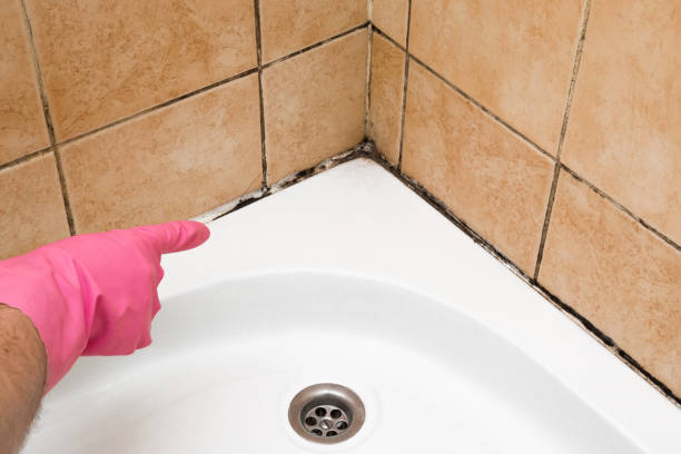 Best Professional Mold Removal  in Demarest, NJ